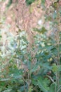 Five-seeded plume-poppy Macleaya cordata Flamingo, close-up flower Royalty Free Stock Photo